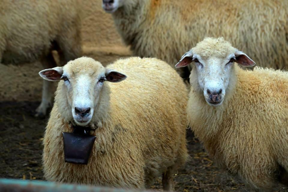 Bio Farma & Penzion Zlaty Hyl Novacany Eksteriør billede