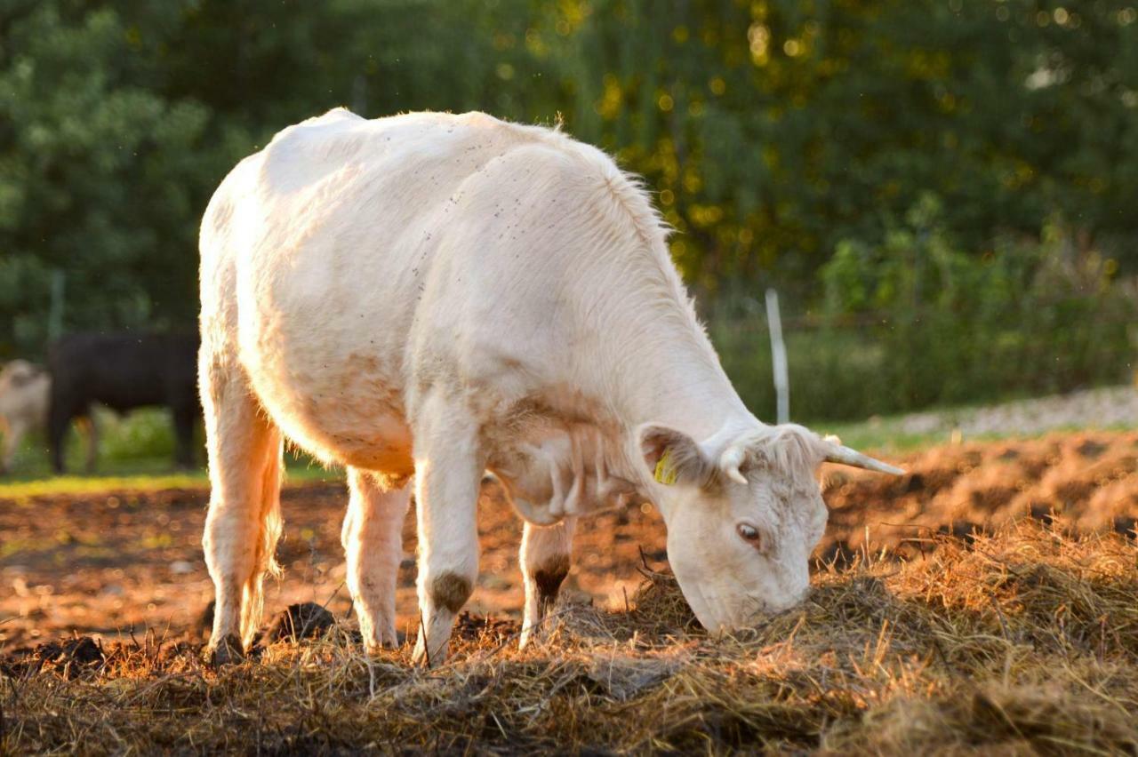 Bio Farma & Penzion Zlaty Hyl Novacany Eksteriør billede